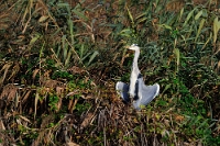 27762 Ardea cinerea (Airone cenerino)